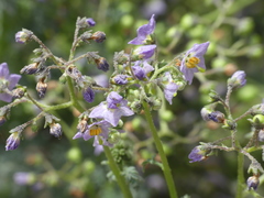 Solanum brachyantherum
