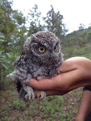 Megascops trichopsis