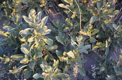 Grindelia aegialitis