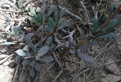 Cistanthe cachinalensis