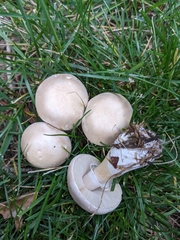 Leucoagaricus naucinus