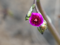 Cistanthe cachinalensis