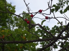 Crataegus