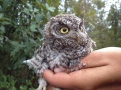 Megascops trichopsis