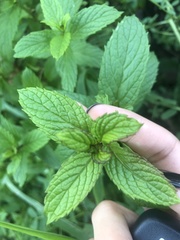Mentha spicata