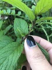 Mentha spicata