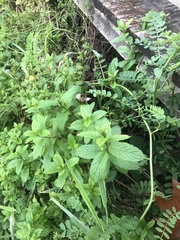 Mentha spicata