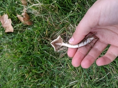 Leucoagaricus naucinus