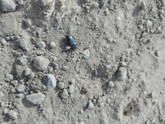 Carabidae