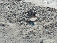Carabidae