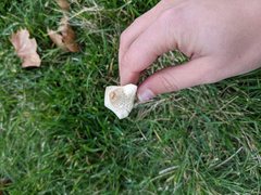 Leucoagaricus naucinus