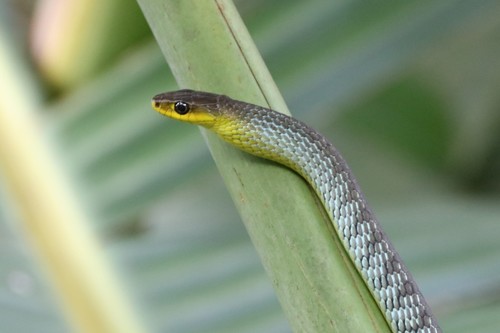 Common Tree Snake sighting
