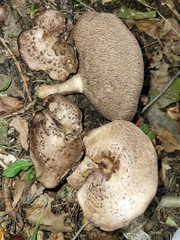 Sarcodon quercinofibulatus