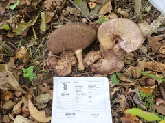 Sarcodon quercinofibulatus