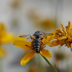 Synocoelioxys