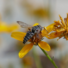 Synocoelioxys