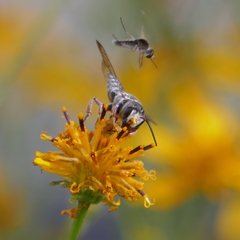 Synocoelioxys
