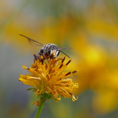 Synocoelioxys