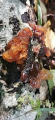 Phaeotremella frondosa