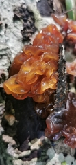 Phaeotremella frondosa