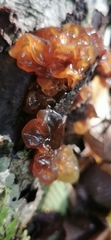 Phaeotremella frondosa
