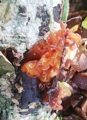 Phaeotremella frondosa