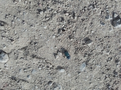 Carabidae