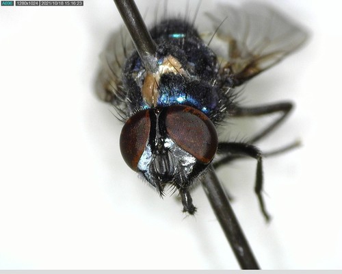 iNaturalist observation photo of Flies