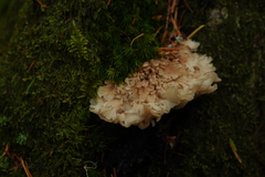 Gloiodon occidentalis