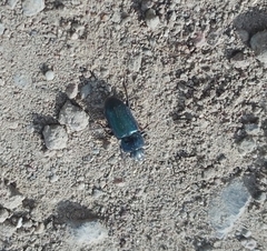 Carabidae