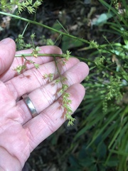 Stenanthium