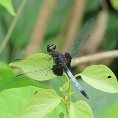 Erythrodiplax unimaculata