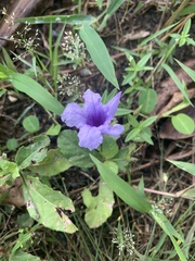 Ruellia tuberosa