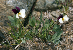 Viola hallii