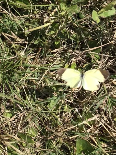 Eurema daira image
