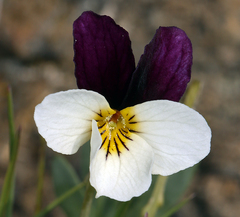 Viola hallii