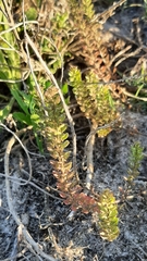 Lepidium auriculatum