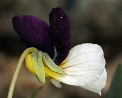 Viola hallii