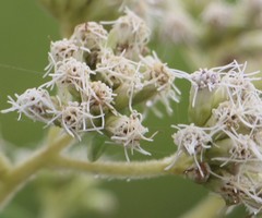 Austroeupatorium inulifolium