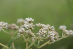 Austroeupatorium inulifolium