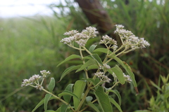 Austroeupatorium inulifolium