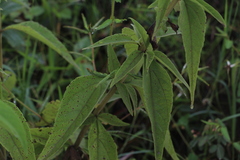 Austroeupatorium inulifolium