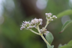 Austroeupatorium inulifolium