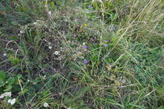 Medicago sativa
