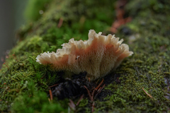 Gloiodon occidentalis