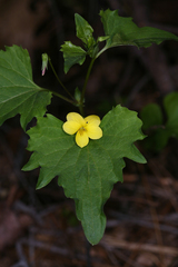 Viola lobata integrifolia