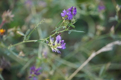 Medicago sativa