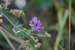 Medicago sativa