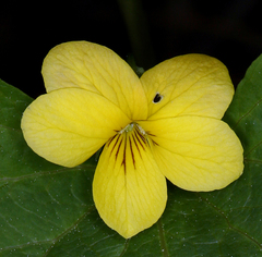 Viola lobata integrifolia