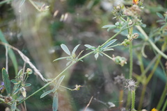 Medicago sativa